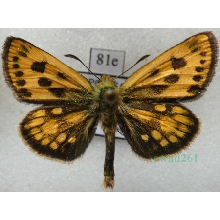 Carterocephalus silvicola (Meigen, 1829) male Kosternik leśniak Poland81e